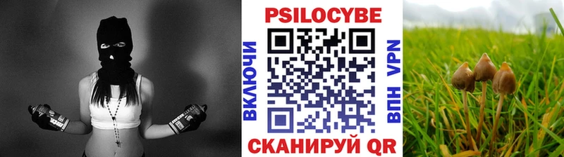 Псилоцибиновые грибы Psilocybe  Котельнич 
